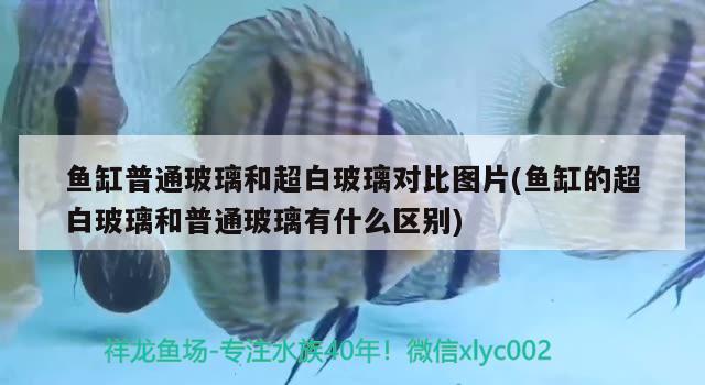 魚缸普通玻璃和超白玻璃對比圖片(魚缸的超白玻璃和普通玻璃有什么區(qū)別)