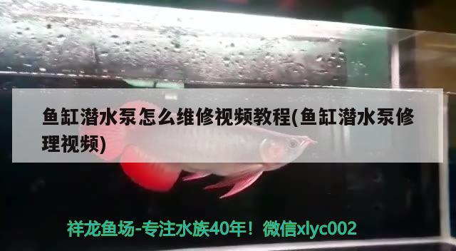 魚缸潛水泵怎么維修視頻教程(魚缸潛水泵修理視頻)