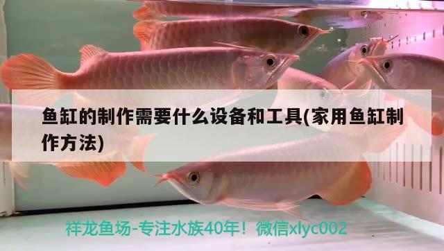 魚缸的制作需要什么設備和工具(家用魚缸制作方法) 大正錦鯉魚