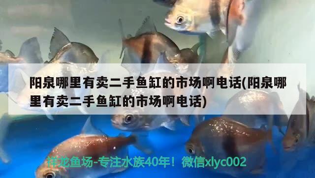 陽泉哪里有賣二手魚缸的市場(chǎng)啊電話(陽泉哪里有賣二手魚缸的市場(chǎng)啊電話) 魚缸/水族箱