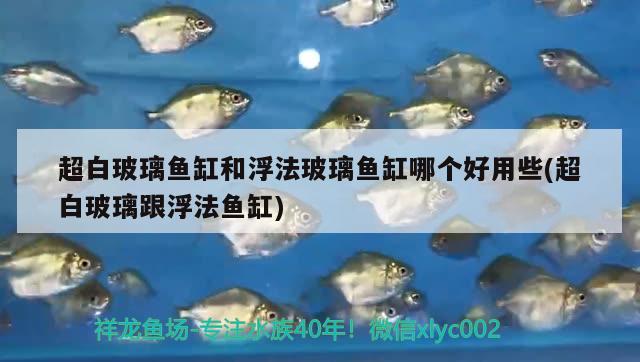 超白玻璃魚缸和浮法玻璃魚缸哪個(gè)好用些(超白玻璃跟浮法魚缸)