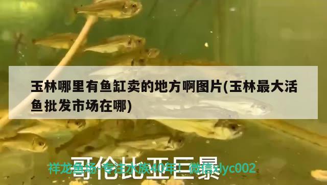 玉林哪里有魚缸賣的地方啊圖片(玉林最大活魚批發(fā)市場在哪) 鐵甲武士