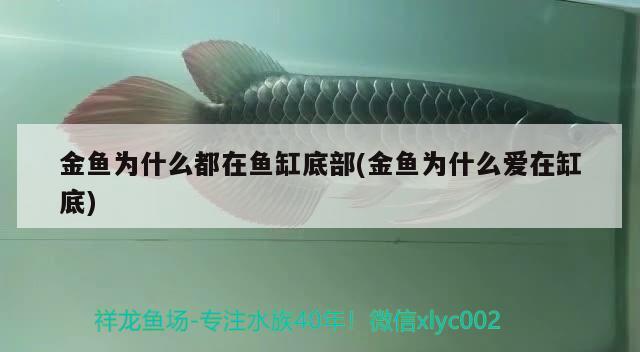 金魚為什么都在魚缸底部(金魚為什么愛在缸底) 巴西亞魚苗