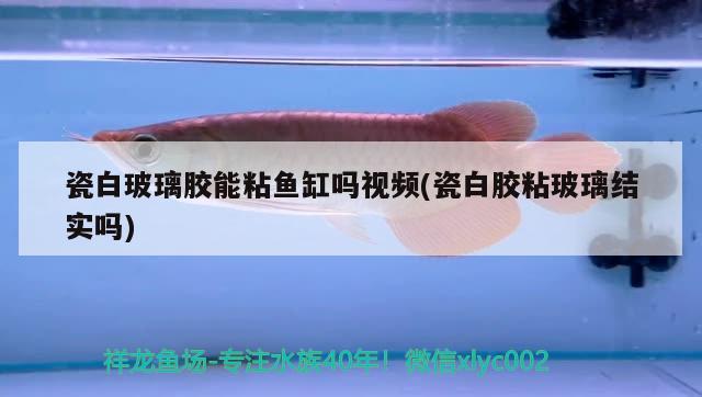 瓷白玻璃膠能粘魚(yú)缸嗎視頻(瓷白膠粘玻璃結(jié)實(shí)嗎)