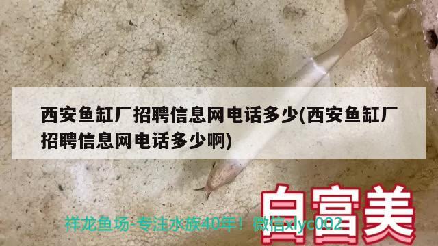 西安魚缸廠招聘信息網(wǎng)電話多少(西安魚缸廠招聘信息網(wǎng)電話多少啊)