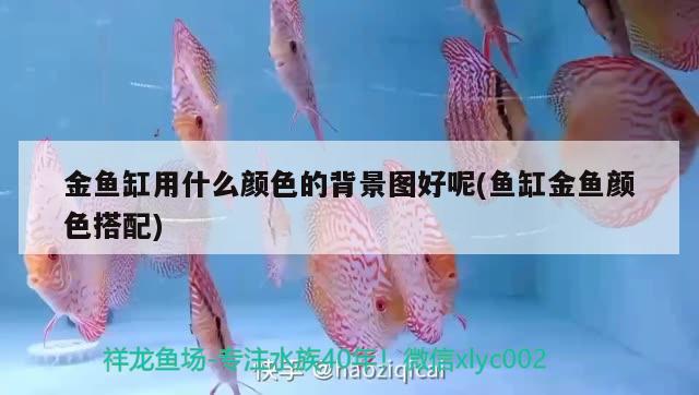 金魚缸用什么顏色的背景圖好呢(魚缸金魚顏色搭配) 杰西卡恐龍魚