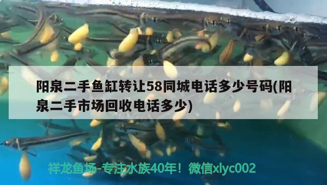 陽(yáng)泉二手魚(yú)缸轉(zhuǎn)讓58同城電話多少號(hào)碼(陽(yáng)泉二手市場(chǎng)回收電話多少)