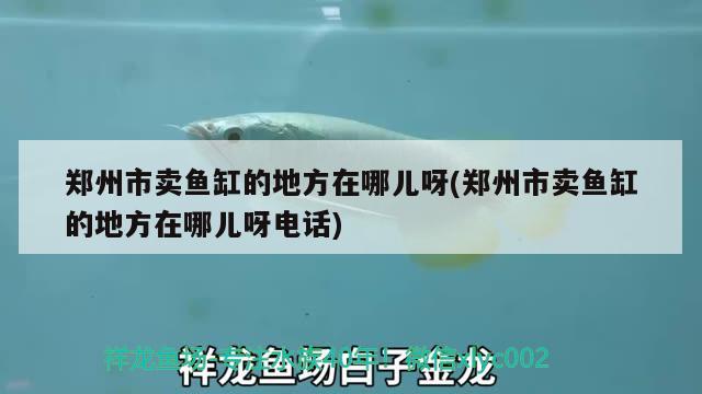 鄭州市賣魚缸的地方在哪兒呀(鄭州市賣魚缸的地方在哪兒呀電話) 稀有金龍魚