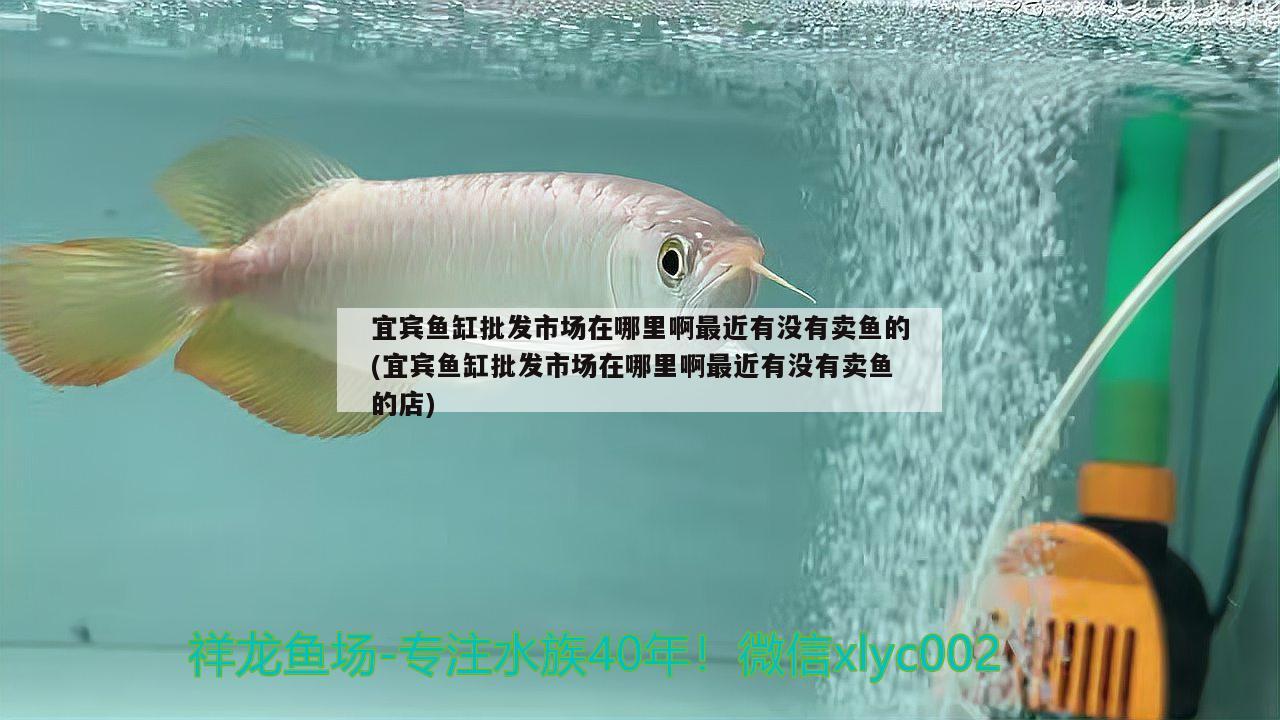 宜賓魚缸批發(fā)市場在哪里啊最近有沒有賣魚的(宜賓魚缸批發(fā)市場在哪里啊最近有沒有賣魚的店)