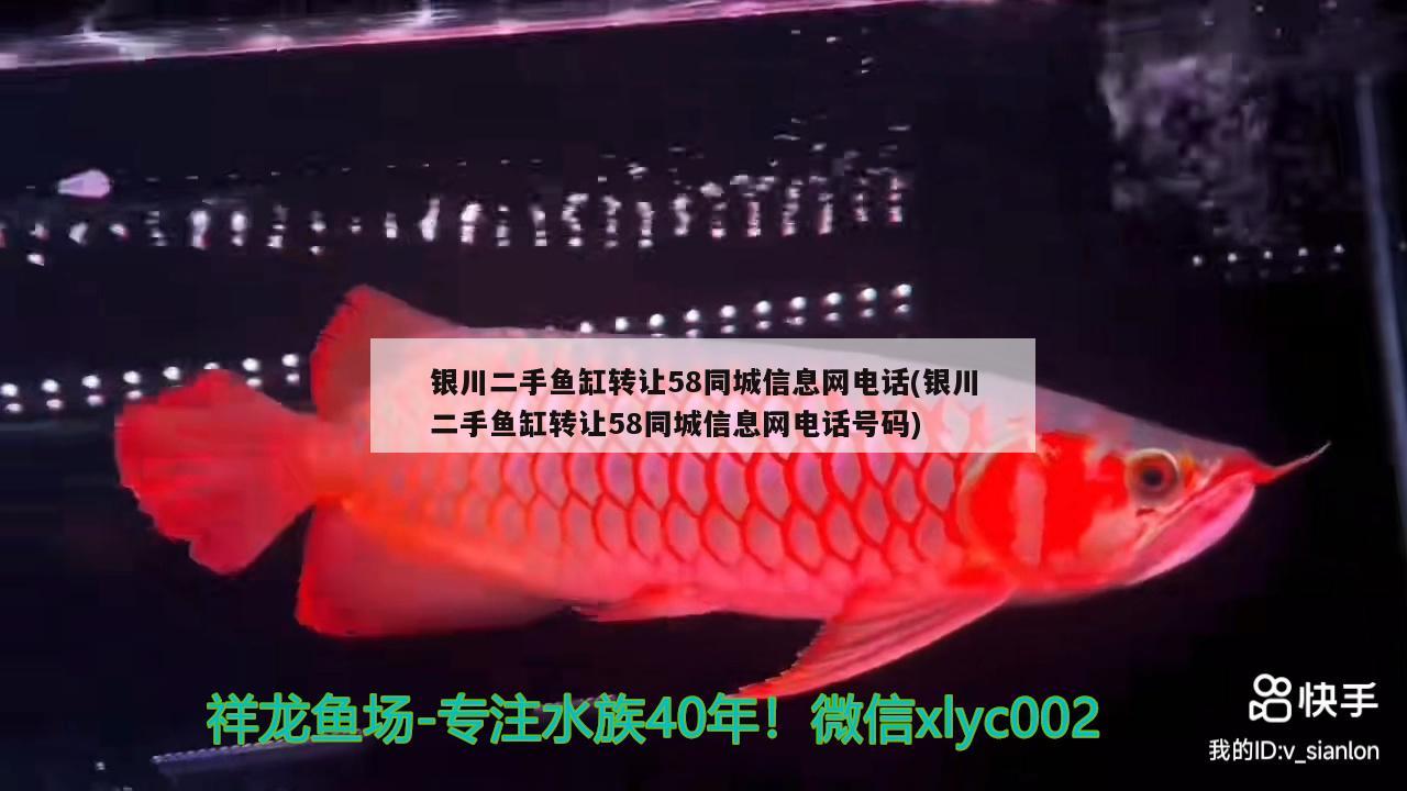 銀川二手魚缸轉(zhuǎn)讓58同城信息網(wǎng)電話(銀川二手魚缸轉(zhuǎn)讓58同城信息網(wǎng)電話號碼) 黃吉金龍（白子金龍魚）