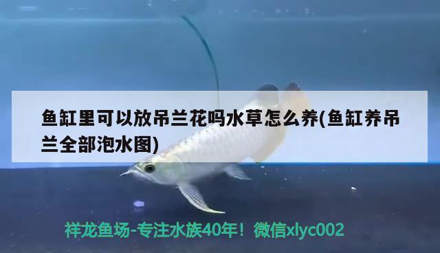 魚缸里可以放吊蘭花嗎水草怎么養(yǎng)(魚缸養(yǎng)吊蘭全部泡水圖)