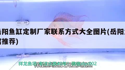 岳陽魚缸定制廠家聯(lián)系方式大全圖片(岳陽魚館推薦) 非洲金鼓魚