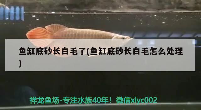 魚缸底砂長白毛了(魚缸底砂長白毛怎么處理)