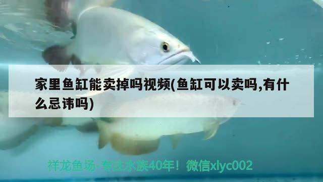 家里魚缸能賣掉嗎視頻(魚缸可以賣嗎,有什么忌諱嗎) 黑影道人魚