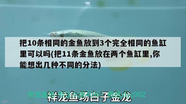 把10條相同的金魚(yú)放到3個(gè)完全相同的魚(yú)缸里可以嗎(把11條金魚(yú)放在兩個(gè)魚(yú)缸里,你能想出幾種不同的分法) 觀賞魚(yú)百科