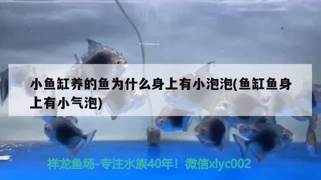 小魚缸養(yǎng)的魚為什么身上有小泡泡(魚缸魚身上有小氣泡) 白條過背金龍魚