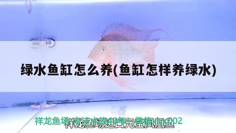 綠水魚缸怎么養(yǎng)(魚缸怎樣養(yǎng)綠水) 泰國虎魚（泰虎）