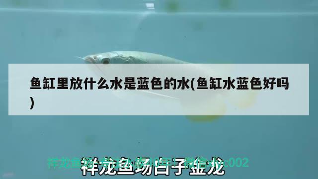 魚缸里放什么水是藍(lán)色的水(魚缸水藍(lán)色好嗎) 玫瑰銀版魚