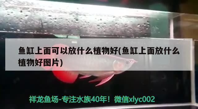 魚缸上面可以放什么植物好(魚缸上面放什么植物好圖片)