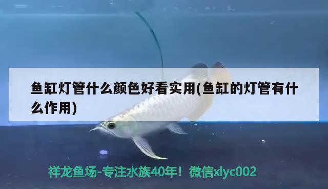 魚缸燈管什么顏色好看實用(魚缸的燈管有什么作用)