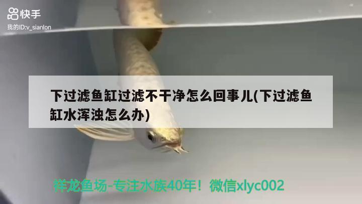 下過濾魚缸過濾不干凈怎么回事兒(下過濾魚缸水渾濁怎么辦)