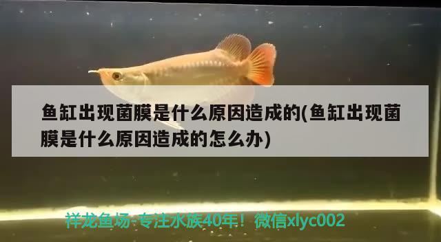 魚(yú)缸出現(xiàn)菌膜是什么原因造成的(魚(yú)缸出現(xiàn)菌膜是什么原因造成的怎么辦)