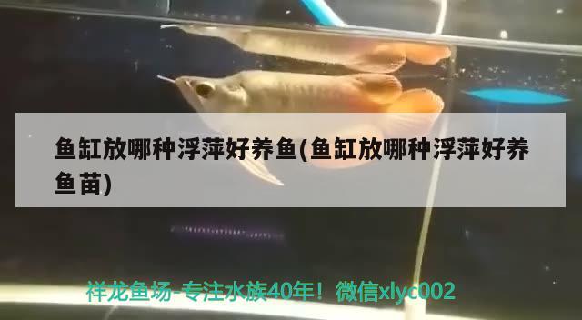 魚缸放哪種浮萍好養(yǎng)魚(魚缸放哪種浮萍好養(yǎng)魚苗)