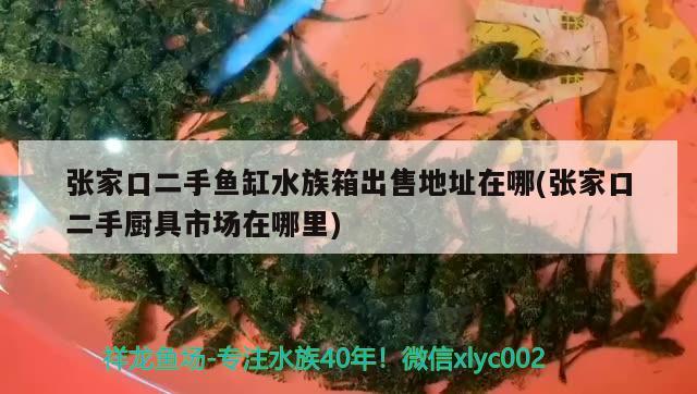 張家口二手魚缸水族箱出售地址在哪(張家口二手廚具市場(chǎng)在哪里)