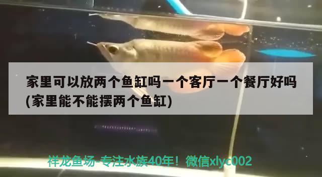 家里可以放兩個魚缸嗎一個客廳一個餐廳好嗎(家里能不能擺兩個魚缸) 黃金眼鏡蛇雷龍魚