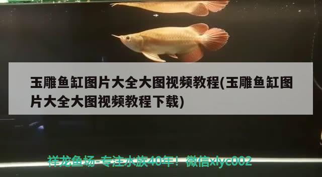 玉雕魚缸圖片大全大圖視頻教程(玉雕魚缸圖片大全大圖視頻教程下載) 七彩神仙魚