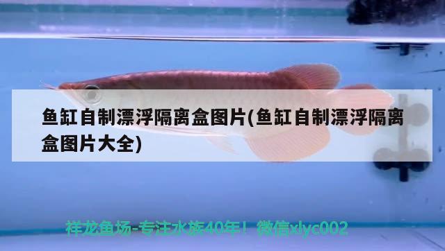 魚(yú)缸自制漂浮隔離盒圖片(魚(yú)缸自制漂浮隔離盒圖片大全) 一眉道人魚(yú)苗