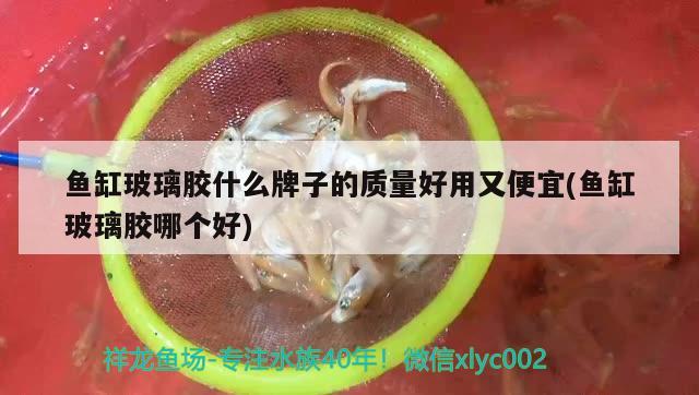 魚缸玻璃膠什么牌子的質量好用又便宜(魚缸玻璃膠哪個好) 虎斑恐龍魚