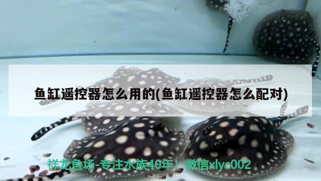 魚缸遙控器怎么用的(魚缸遙控器怎么配對) 狗仔招財貓魚