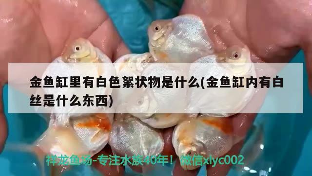 金魚缸里有白色絮狀物是什么(金魚缸內(nèi)有白絲是什么東西)