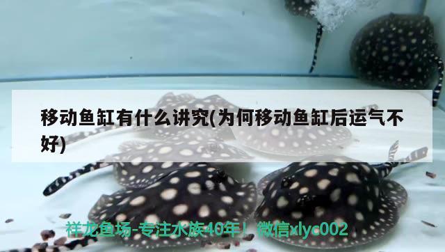 移動魚缸有什么講究(為何移動魚缸后運氣不好) 委內(nèi)瑞拉奧里諾三間魚