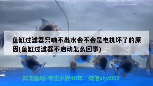 魚缸過濾器只響不出水會(huì)不會(huì)是電機(jī)壞了的原因(魚缸過濾器不啟動(dòng)怎么回事) 大湖紅龍魚