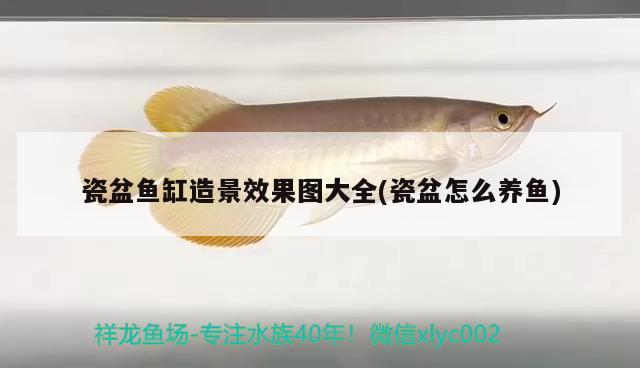 瓷盆魚缸造景效果圖大全(瓷盆怎么養(yǎng)魚) 錦鯉魚百科