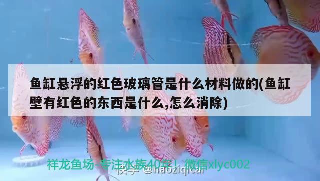 魚缸懸浮的紅色玻璃管是什么材料做的(魚缸壁有紅色的東西是什么,怎么消除)