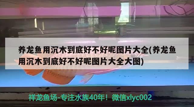 養(yǎng)龍魚用沉木到底好不好呢圖片大全(養(yǎng)龍魚用沉木到底好不好呢圖片大全大圖) 黃寬帶蝴蝶魚