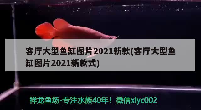 客廳大型魚缸圖片2021新款(客廳大型魚缸圖片2021新款式) 紅老虎魚