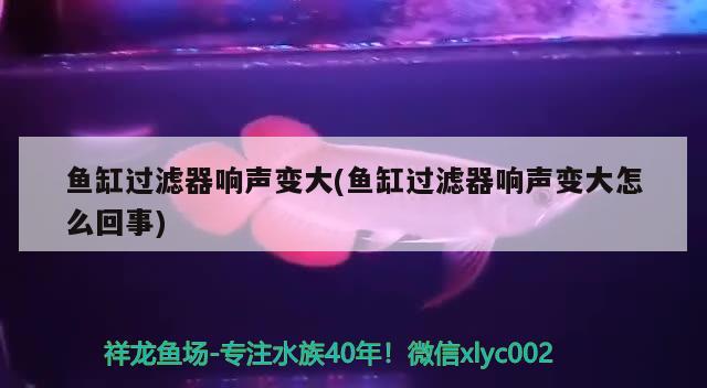 魚缸過(guò)濾器響聲變大(魚缸過(guò)濾器響聲變大怎么回事) 胭脂孔雀龍魚