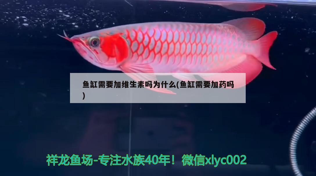 魚缸需要加維生素嗎為什么(魚缸需要加藥嗎)