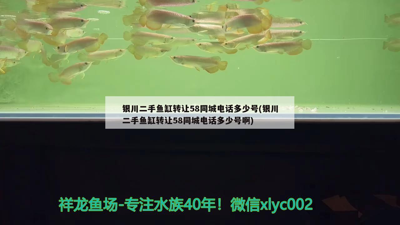 銀川二手魚缸轉(zhuǎn)讓58同城電話多少號(銀川二手魚缸轉(zhuǎn)讓58同城電話多少號啊)