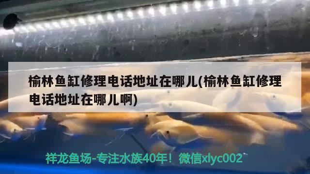 榆林魚(yú)缸修理電話地址在哪兒(榆林魚(yú)缸修理電話地址在哪兒啊)