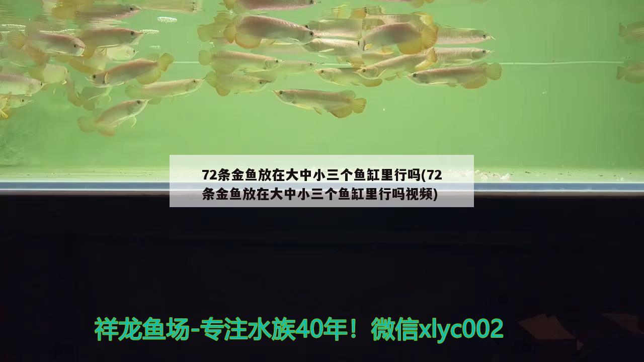 72條金魚放在大中小三個魚缸里行嗎(72條金魚放在大中小三個魚缸里行嗎視頻)