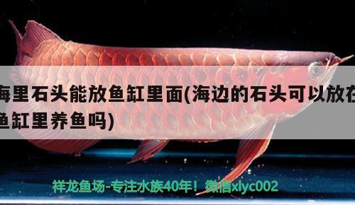 海里石頭能放魚缸里面(海邊的石頭可以放在魚缸里養(yǎng)魚嗎)