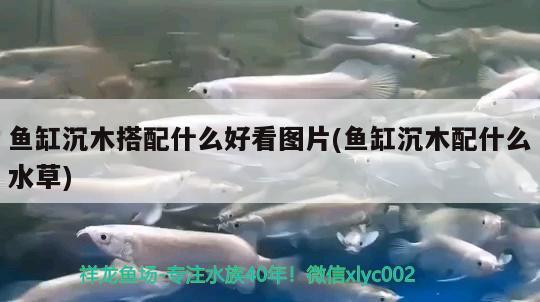 魚缸沉木搭配什么好看圖片(魚缸沉木配什么水草) 水草