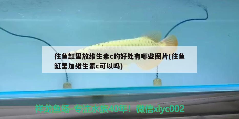 往魚缸里放維生素c的好處有哪些圖片(往魚缸里加維生素c可以嗎) 恐龍王魚