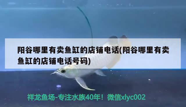 陽谷哪里有賣魚缸的店鋪電話(陽谷哪里有賣魚缸的店鋪電話號(hào)碼) 元寶鳳凰魚專用魚糧