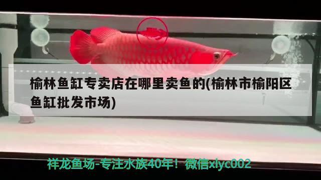 榆林魚缸專賣店在哪里賣魚的(榆林市榆陽區(qū)魚缸批發(fā)市場) 魟魚百科